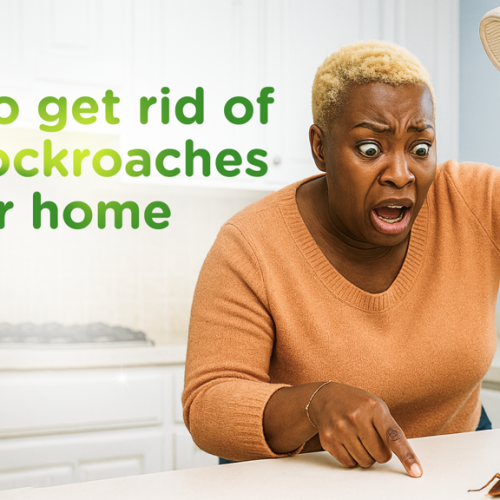 HOW TO GET RID OF TINY COCKROACHES IN YOUR HOME