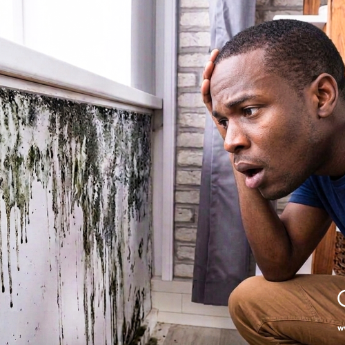 HOW DIAMOND SHINE CAN HELP YOU GET RID OF MOULD IN YOUR HOMES